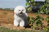 BICHON FRISE 009